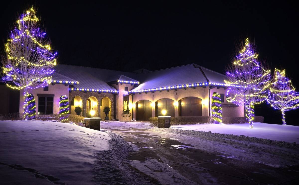 Purple and gold holiday lights on one story home in Plymouth, including three large trees and four shrubs wrapped.