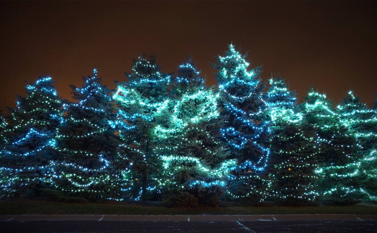 Row of spruce trees with Christmas lights