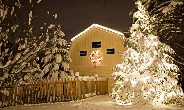 Professional light installation on 20 foot spruce tree and roofline