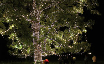 Minnesota Holiday Lighting Services