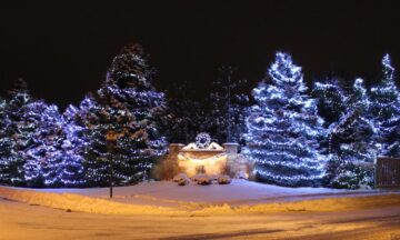 line of spruce trees along road, individually wrapped in blue lights spiraling down