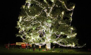 large tree wrapped in warm white lights for Gillette Children's Commercial