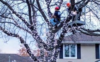 Rainbow Holiday Design experts installing Christmas lights in a large tree.