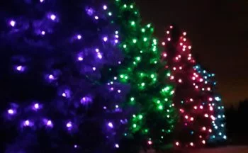 Close up of trees with lights for the holidays