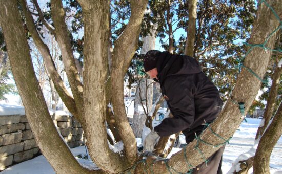 technician installing holiday lights around branches of small tree