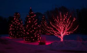 three trees wrapped in red holiday lights looping around branches