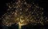 An explosion of lights on a large tree