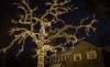 A huge tree wrap with warm white lights on this majestic oak in Minneapolis