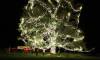 Rainbow Holiday Design installing lights on an 80 foot tree